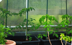 Tomaten_grün_ein Meter hoch_640.webp