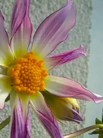 CAM00237.webp
