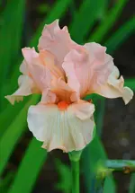 Magical encounter.webp
