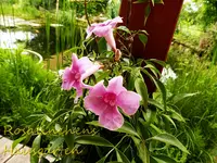 Kletterpflanze (1).webp