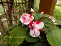 Kletterpflanze (2).webp