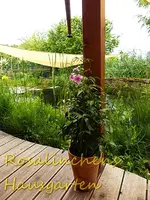 Kletterpflanze (3).webp
