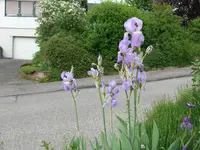 Blumen (2).webp