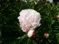 Blumen Pfingstrose weiß.webp