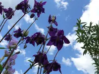 Blumen.webp