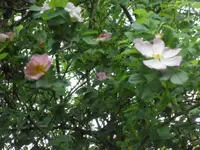 SAM_3990.webp