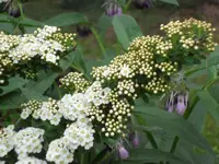 SAM_4005.webp