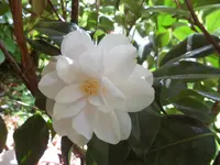 SAM_3988.webp