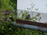 P1080446.webp
