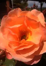 Westerland2.webp