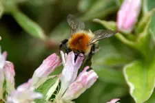 Hummel_2299.webp