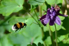 Hummel_2301.webp