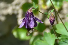 Hummel_2302.webp