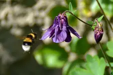 Hummel_2303.webp