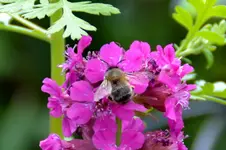 Hummel_2522.webp