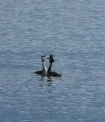 Bodensee14 (3).webp