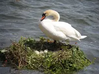 Bodensee14 (7).webp