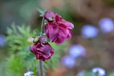 Akelei_2174.webp