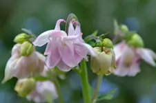 Akelei_2175.webp