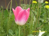 der Garten 239.webp