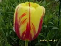 der Garten 240.webp