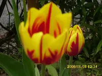 der Garten 243.webp