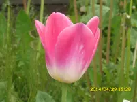 der Garten 253.webp