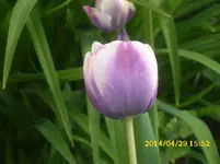 der Garten 259.webp