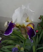 Bodensee14 (9).webp