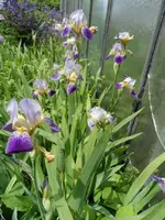 Bodensee14 (10).webp