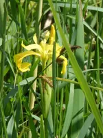 Bodensee14 (11).webp