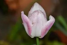 Regentropfen_1951.webp