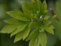Regentropfen_1952.webp