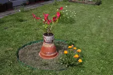rundbeet.webp