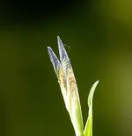 Iris.webp