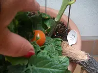 IMGP0006.webp
