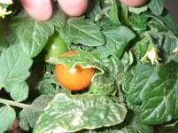 IMGP0007.webp