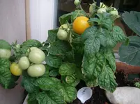 IMGP0009.webp