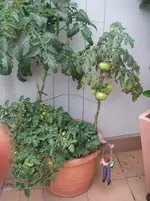 IMGP0010.webp