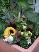 IMGP0011.webp