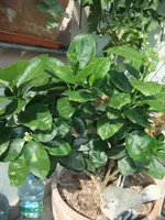 DSCF0953.webp DSCF0953.webp