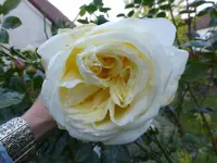 P1080429.webp