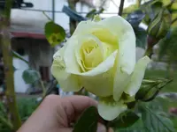 P1080431.webp