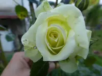 P1080433.webp