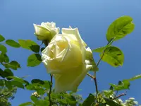 P1080531.webp