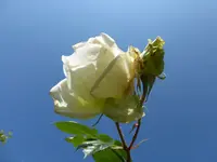 P1080533.webp