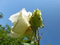 P1080534.webp