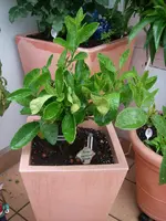 IMGP0016.webp IMGP0016.webp