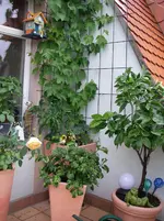 IMGP0017.webp