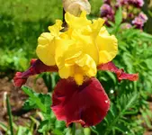 Andalou2.webp